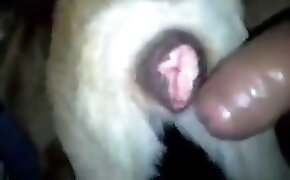 bet24horas - guy fucks animal, zoophilia fuck porn